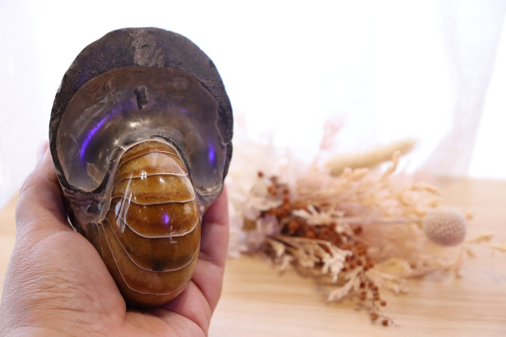 Ammonite Polished | 760g