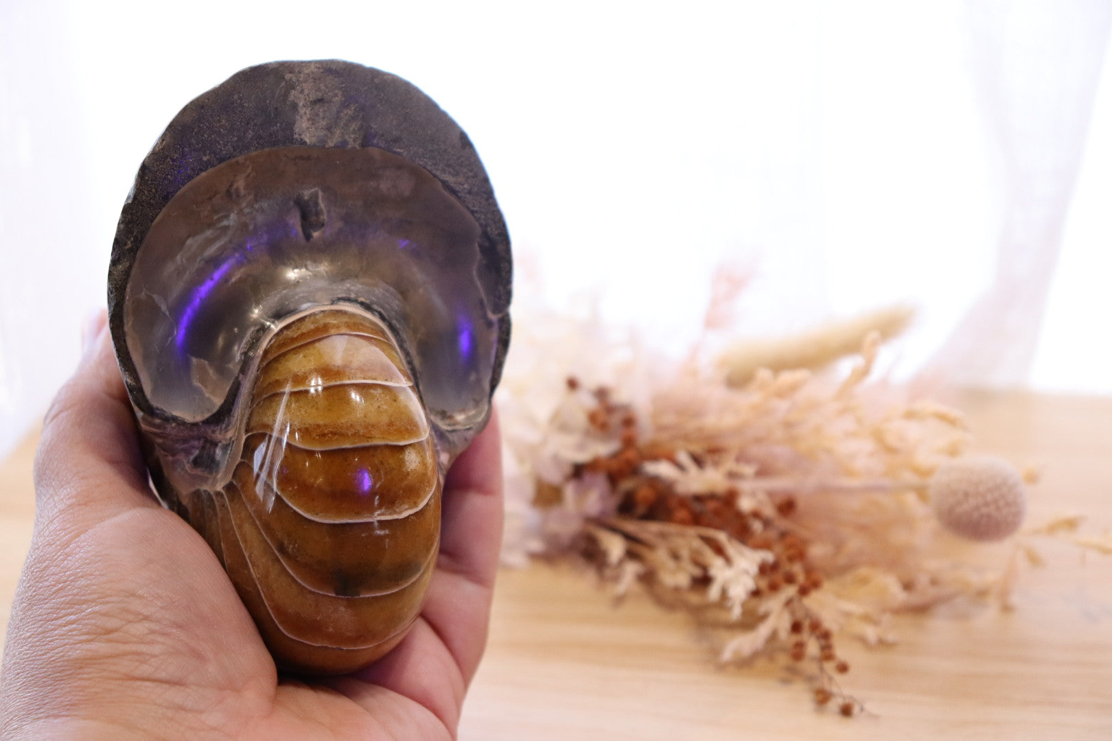 Ammonite Polished | 760g