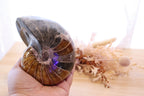 Ammonite Polished | 760g