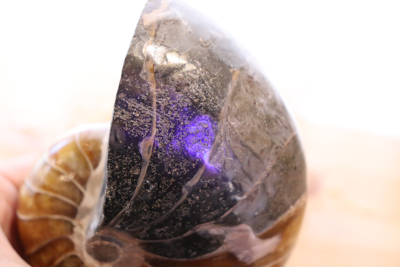 Ammonite Polished | 760g