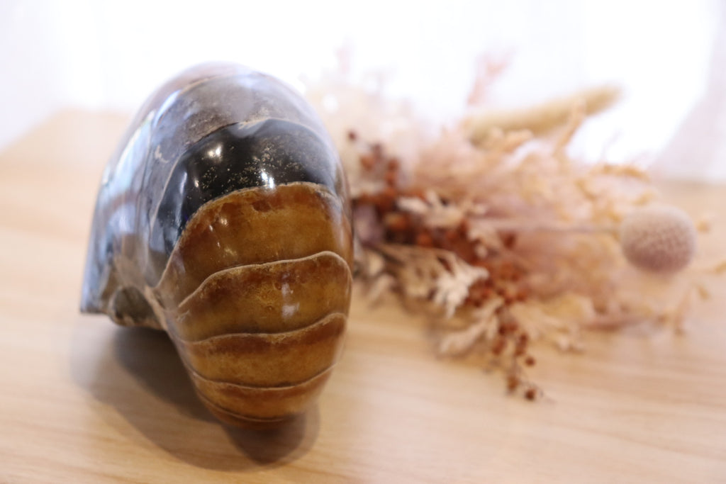 Ammonite Polished | 760g