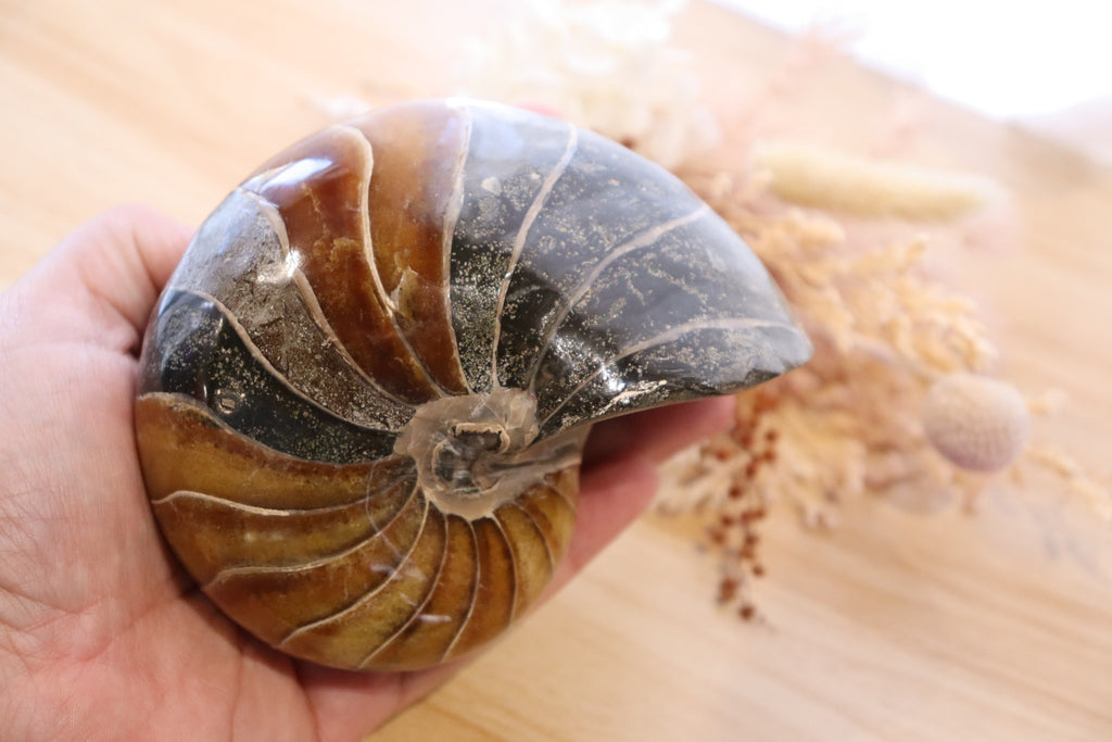 Ammonite Polished | 760g