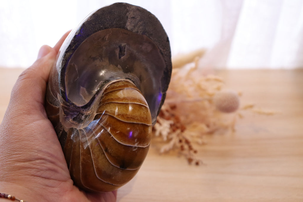 Ammonite Polished | 760g