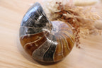 Ammonite Polished | 760g