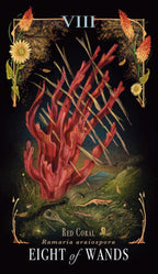 Midnight Magic: A Tarot Deck Of Mushrooms