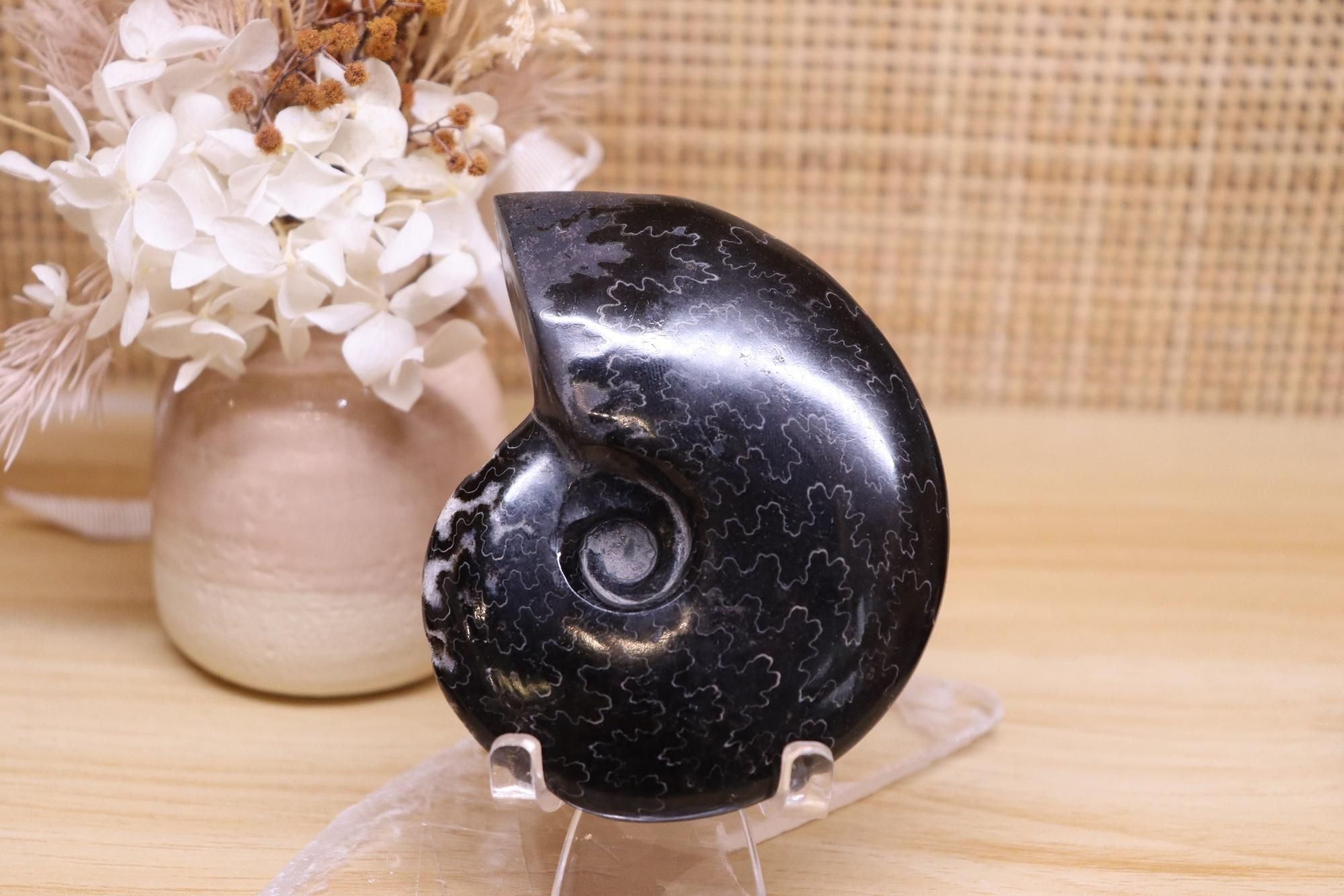 Black Ammonite | 161g