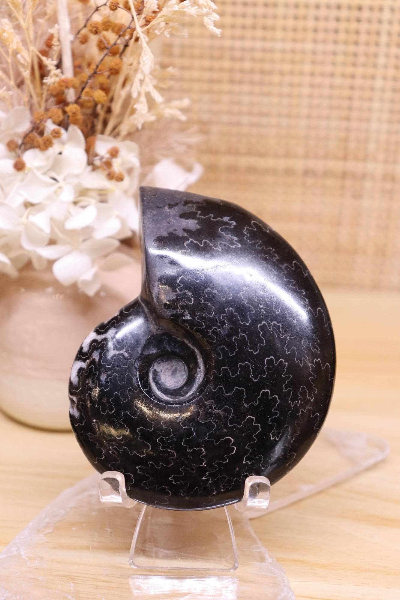 Black Ammonite | 161g