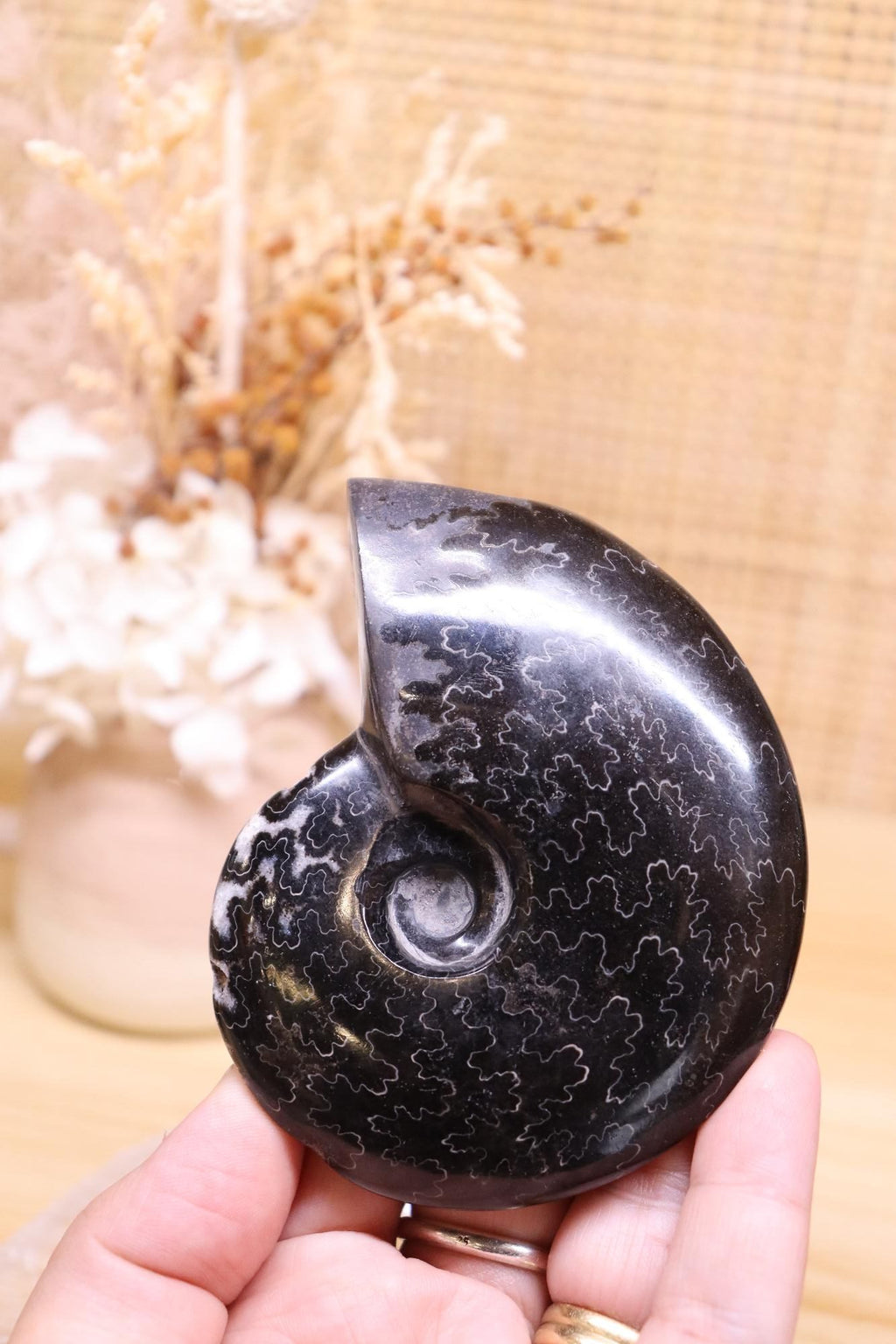 Black Ammonite | 161g