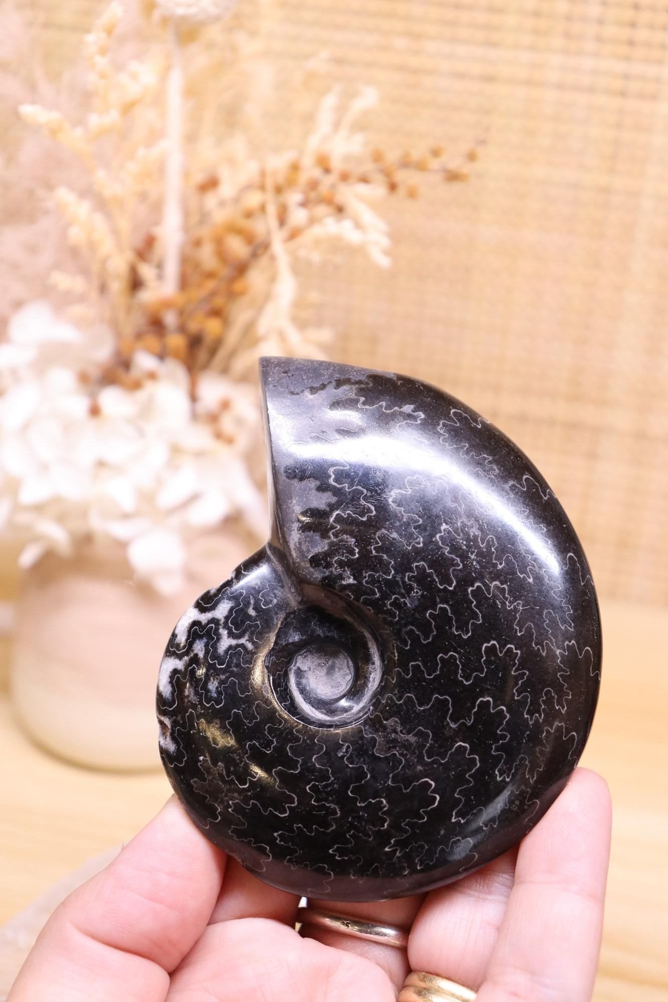 Black Ammonite | 161g