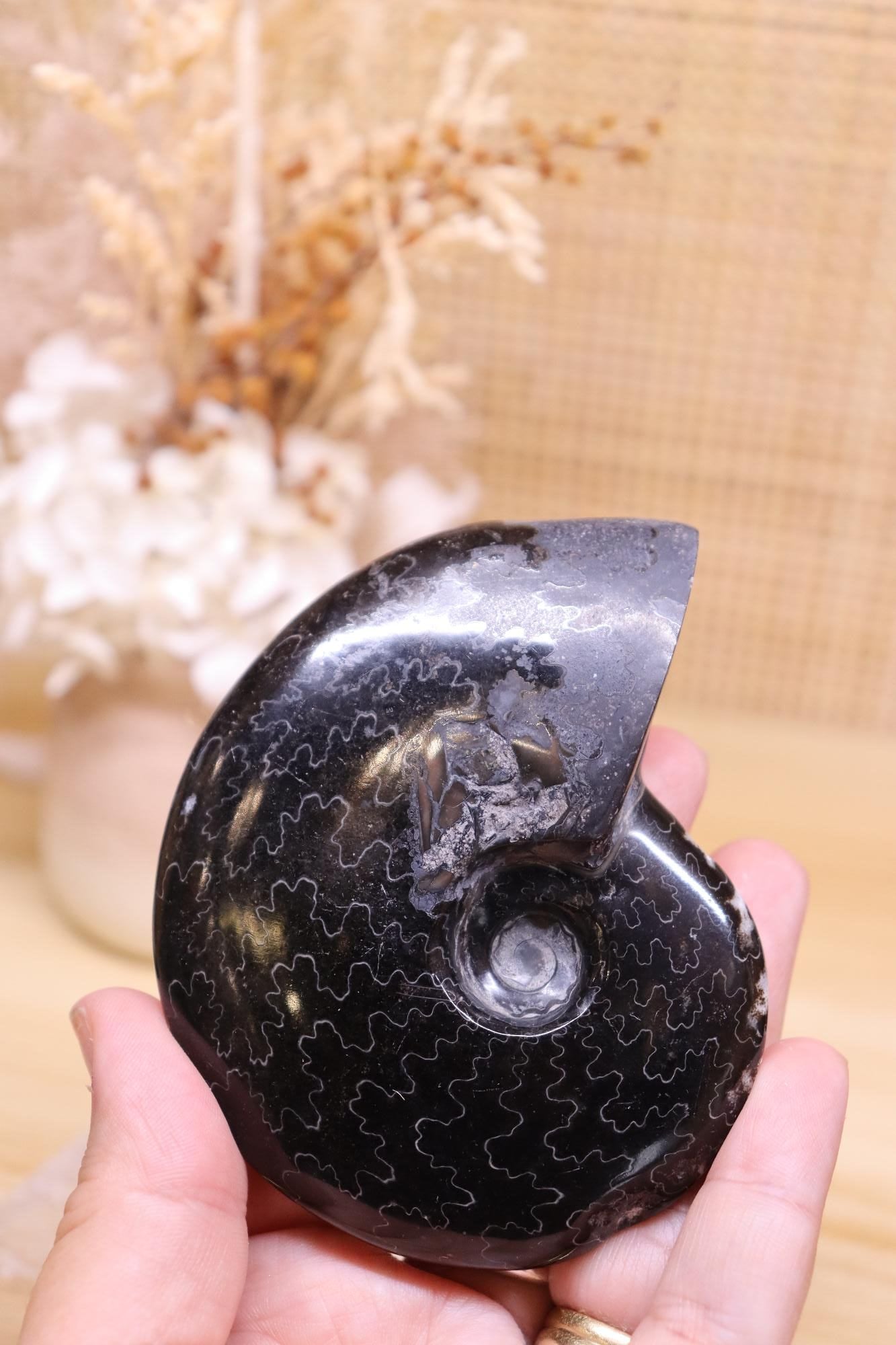 Black Ammonite | 161g