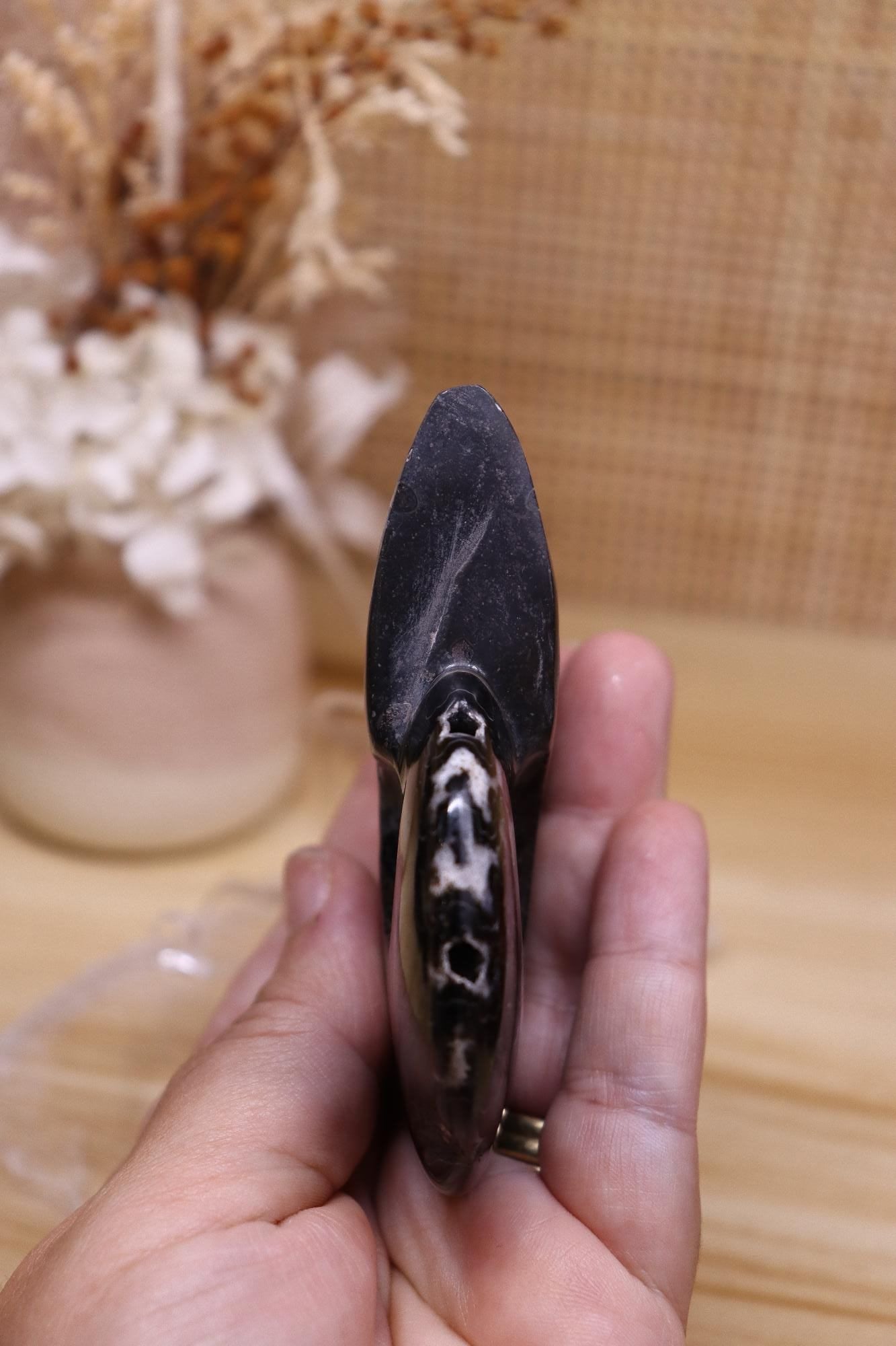 Black Ammonite | 161g
