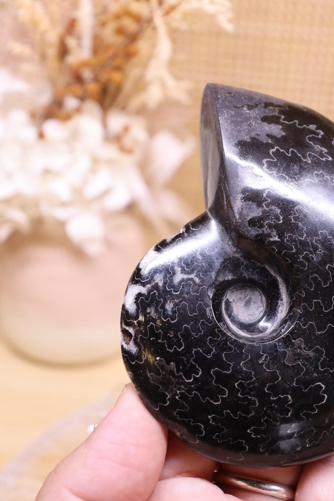 Black Ammonite | 161g