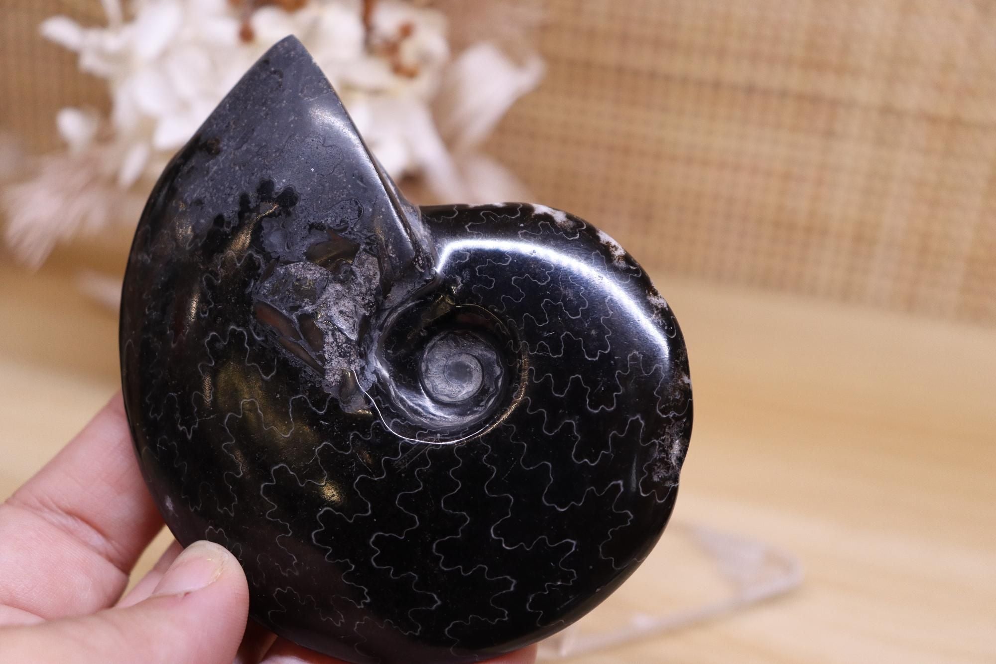 Black Ammonite | 161g