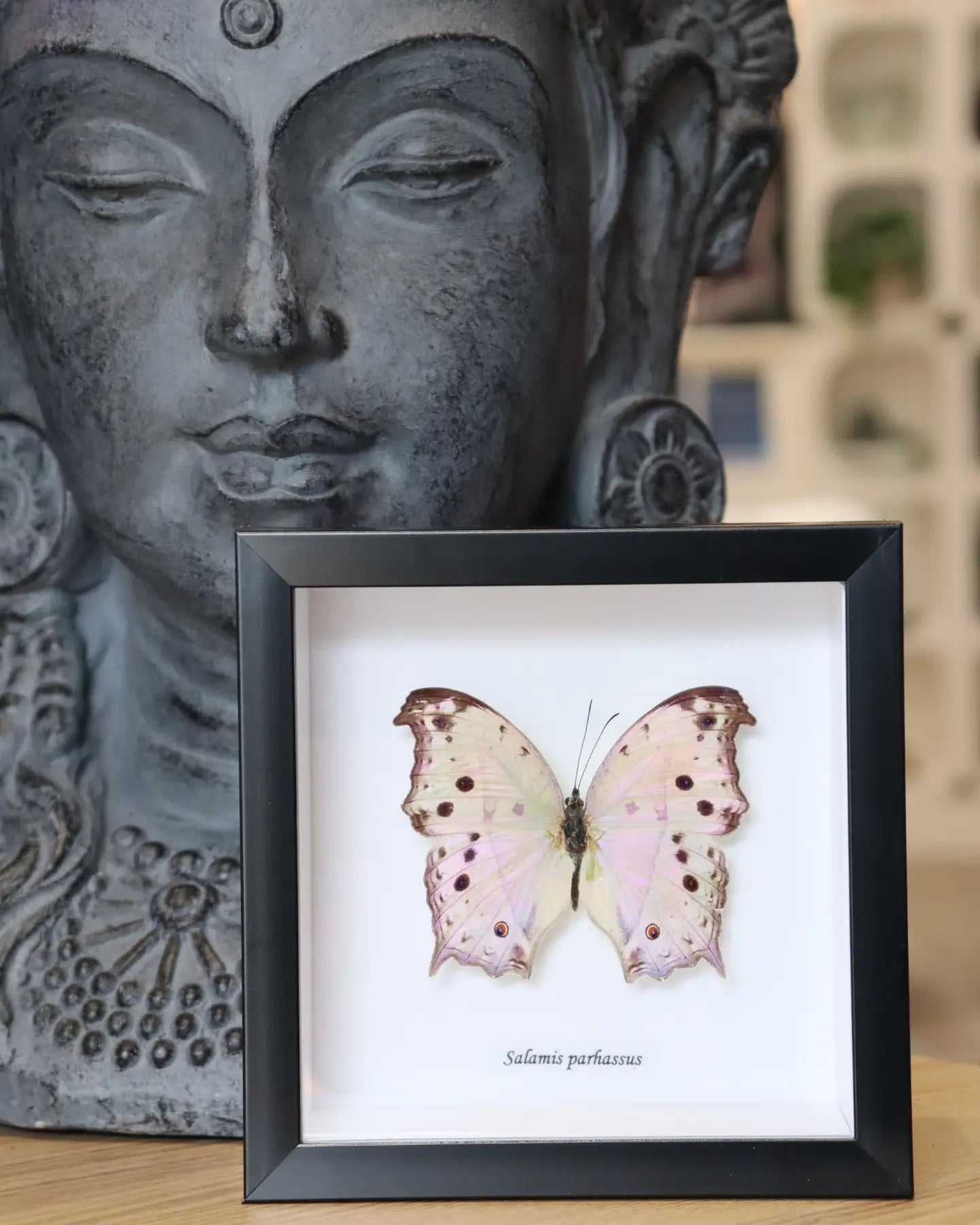 Salamis Parhassus Butterfly