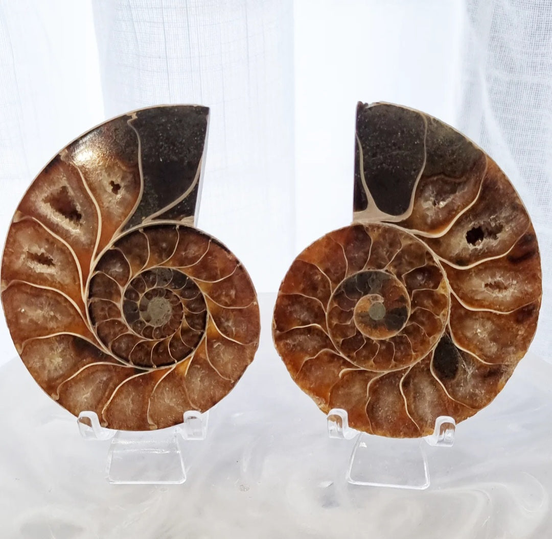 Ammonite Set | 212g