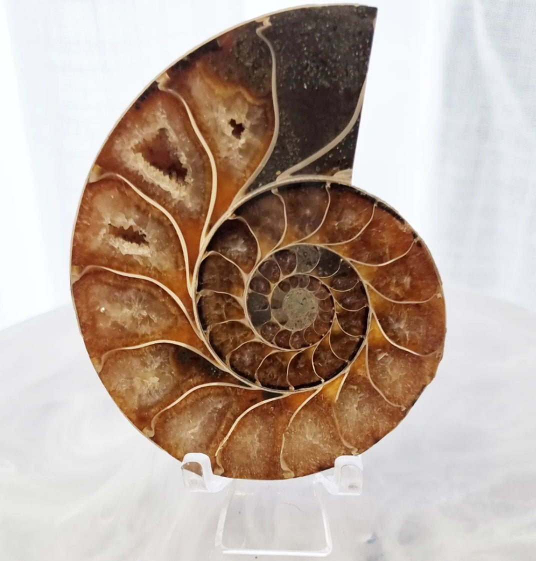 Ammonite Set | 212g
