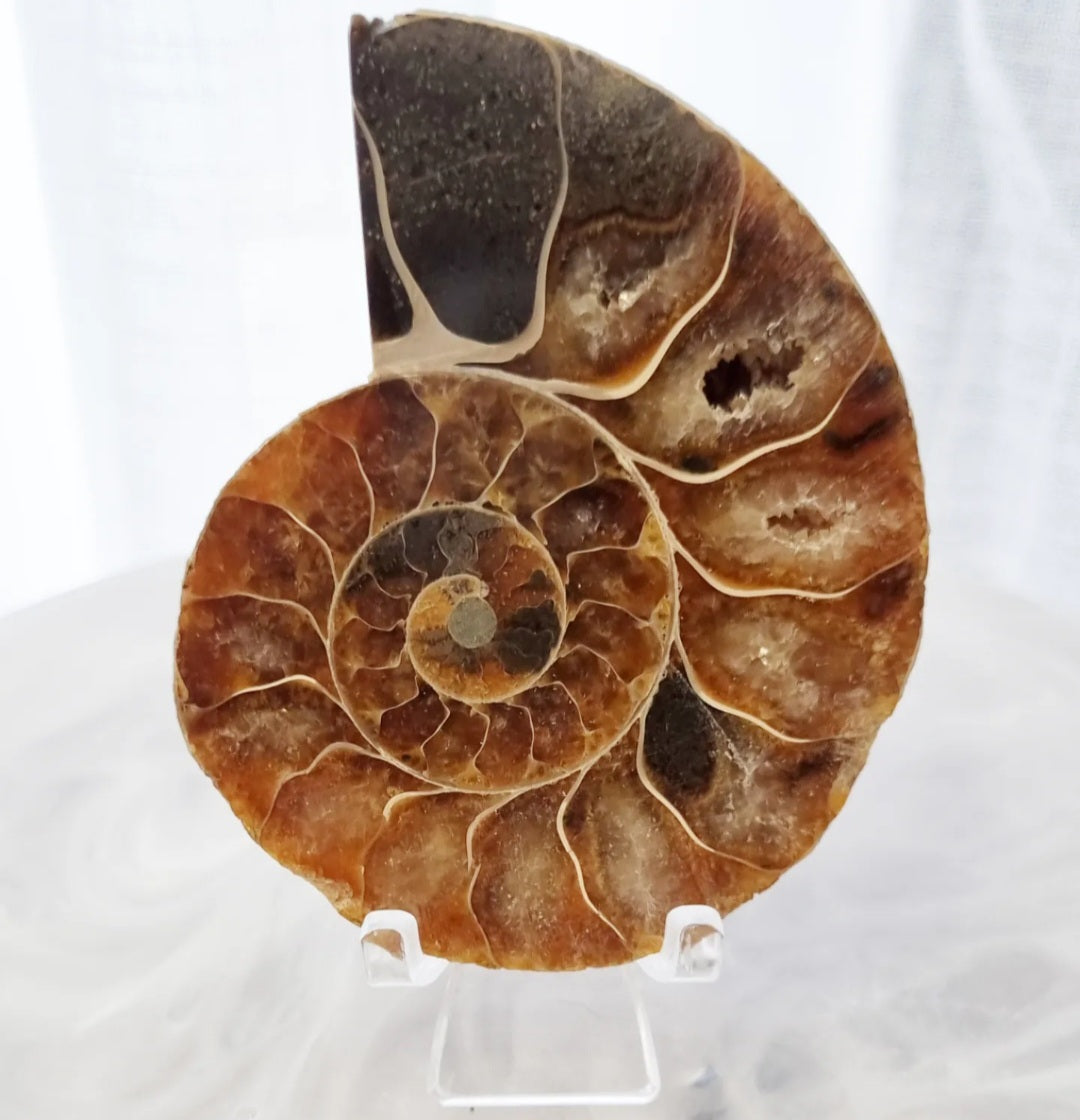 Ammonite Set | 212g