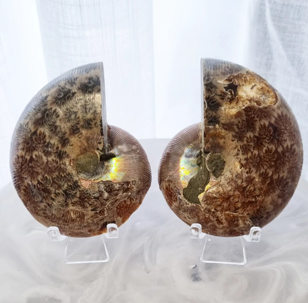 Ammonite Set | 212g