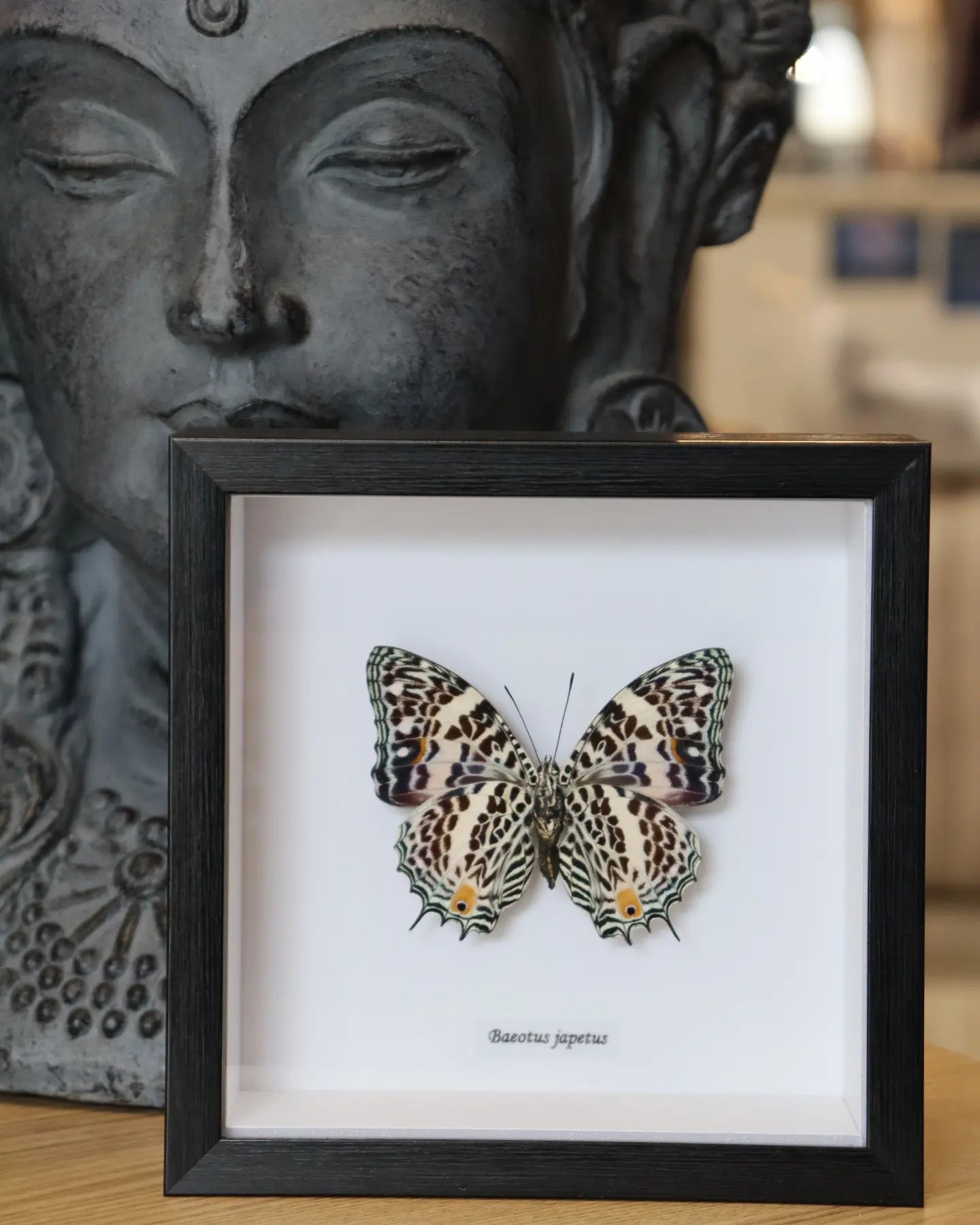 Baeotus Japetus label Butterfly