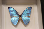 Morpho Adonis Butterfly