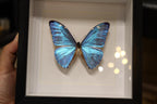Morpho Adonis Butterfly