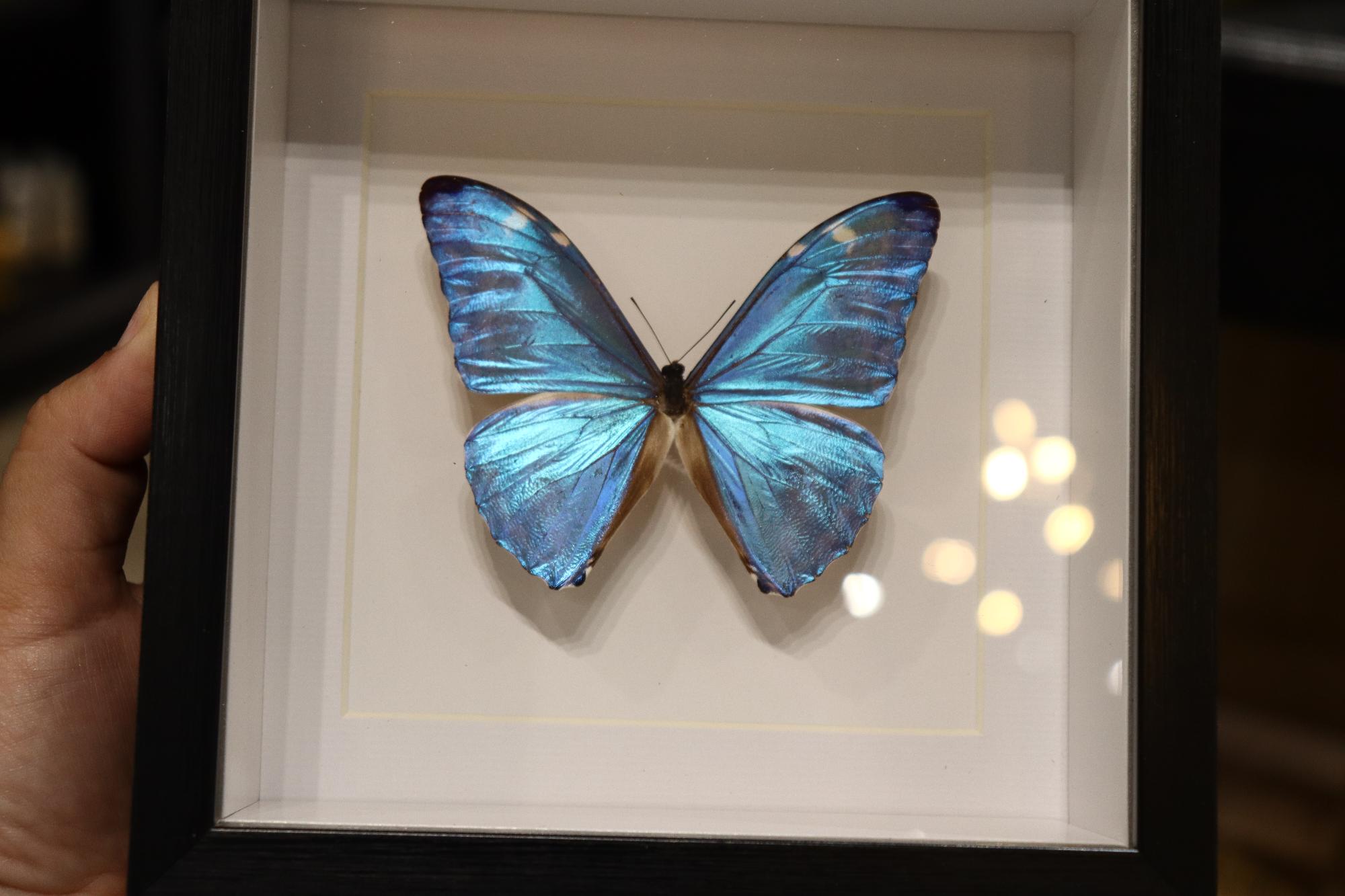 Morpho Adonis Butterfly
