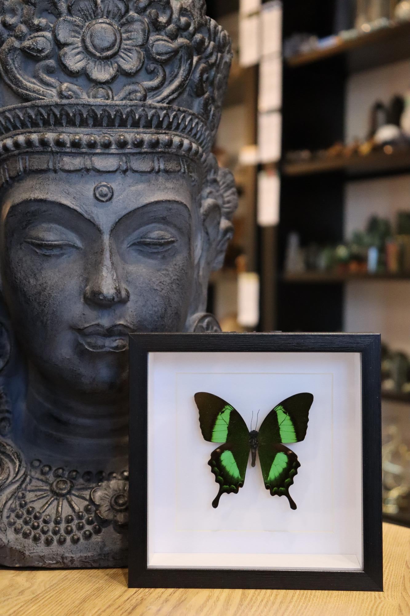 Papilio Palinurus Butterfly