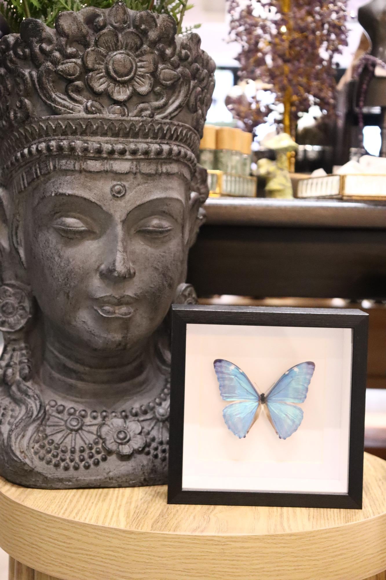 Morpho Adonis Butterfly