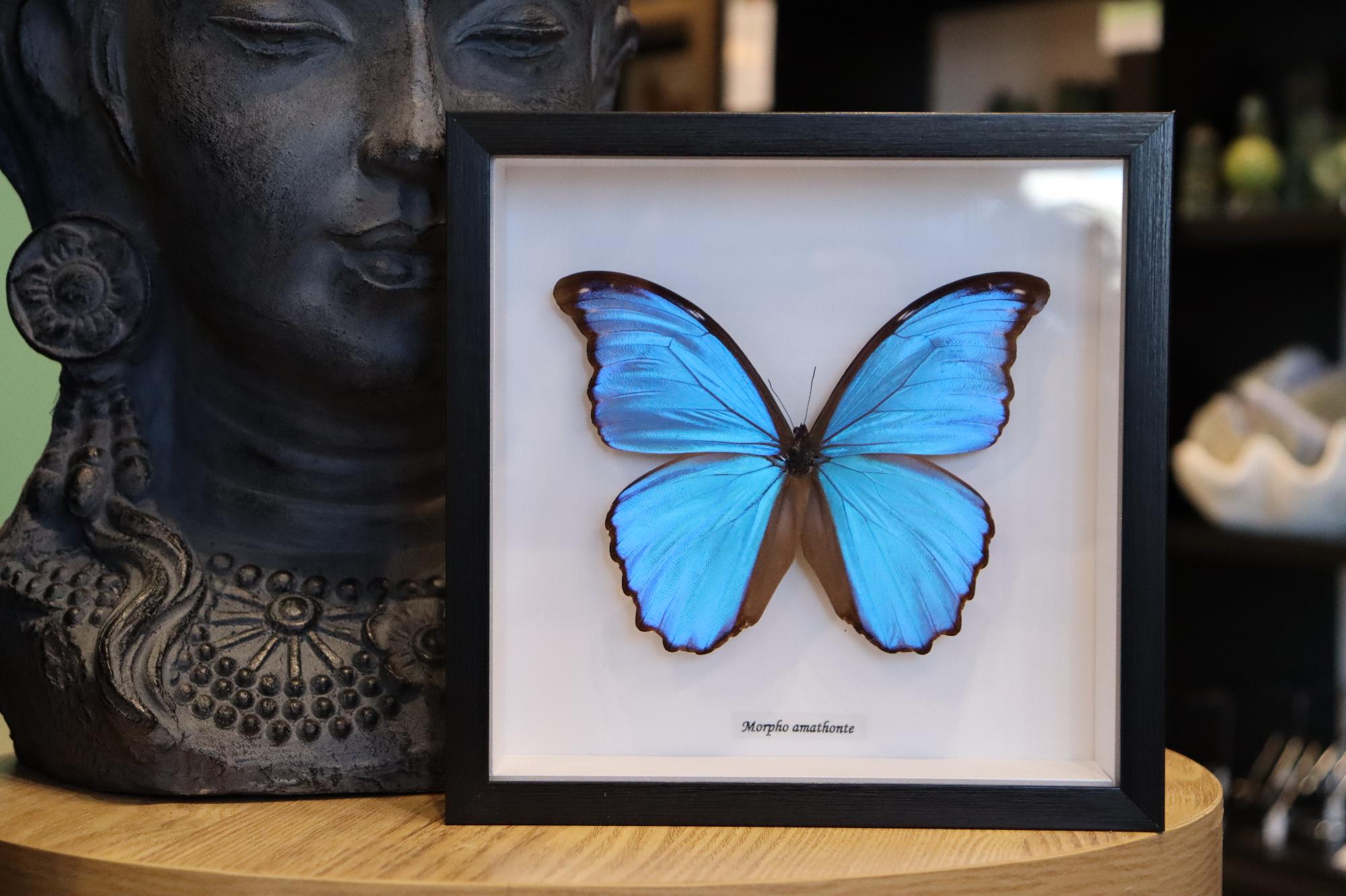 Morpho Amathonte Butterfly