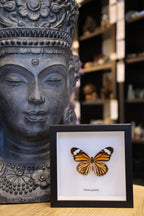 Danaus Genutia Butterfly