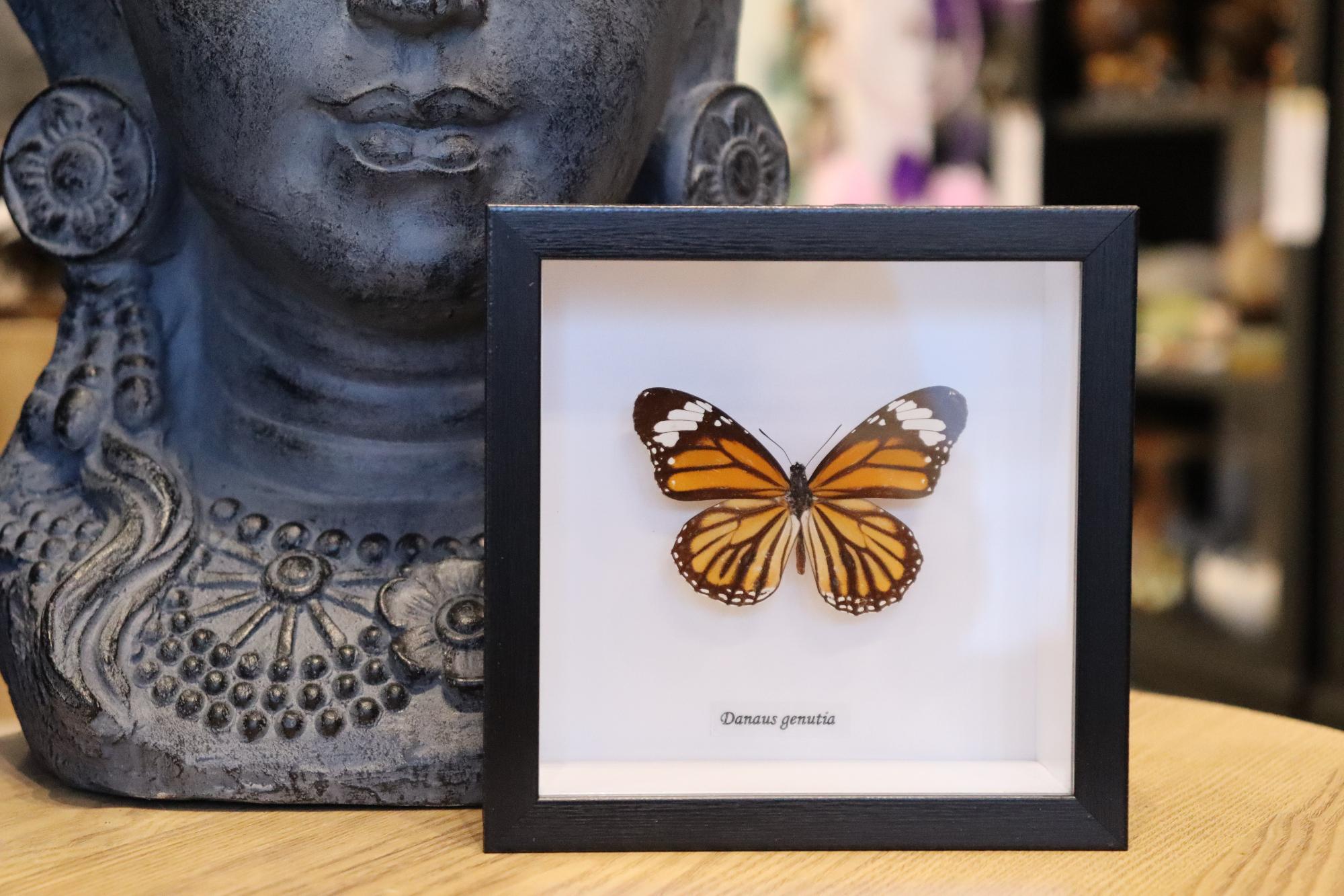 Danaus Genutia Butterfly