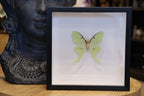 Preserved Actias Luna Male Moth