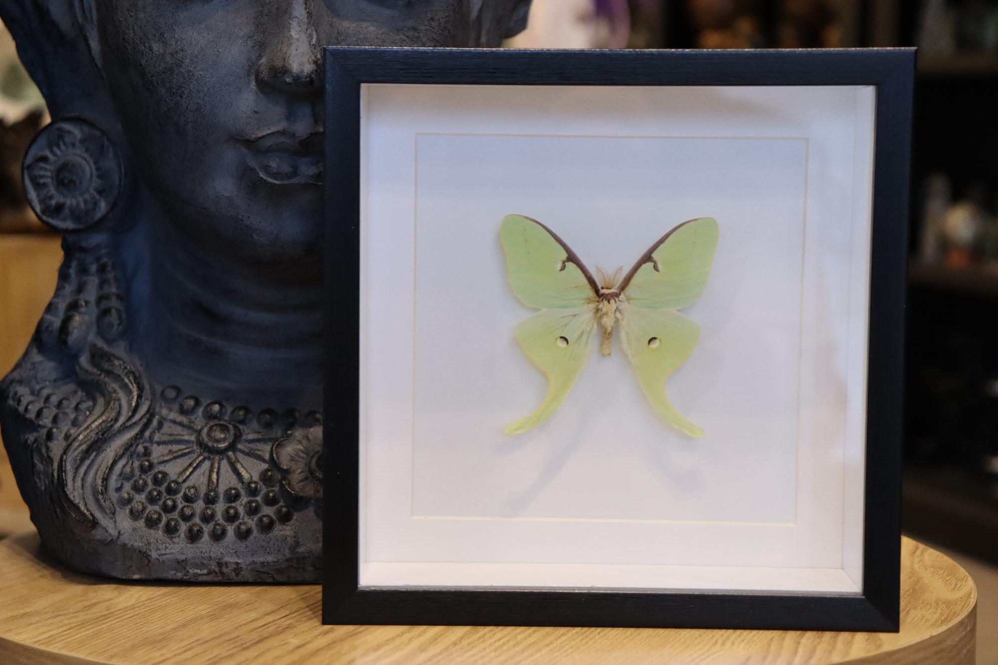Preserved Actias Luna Male Moth