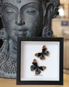 Junonia Orithya Double Butterfly