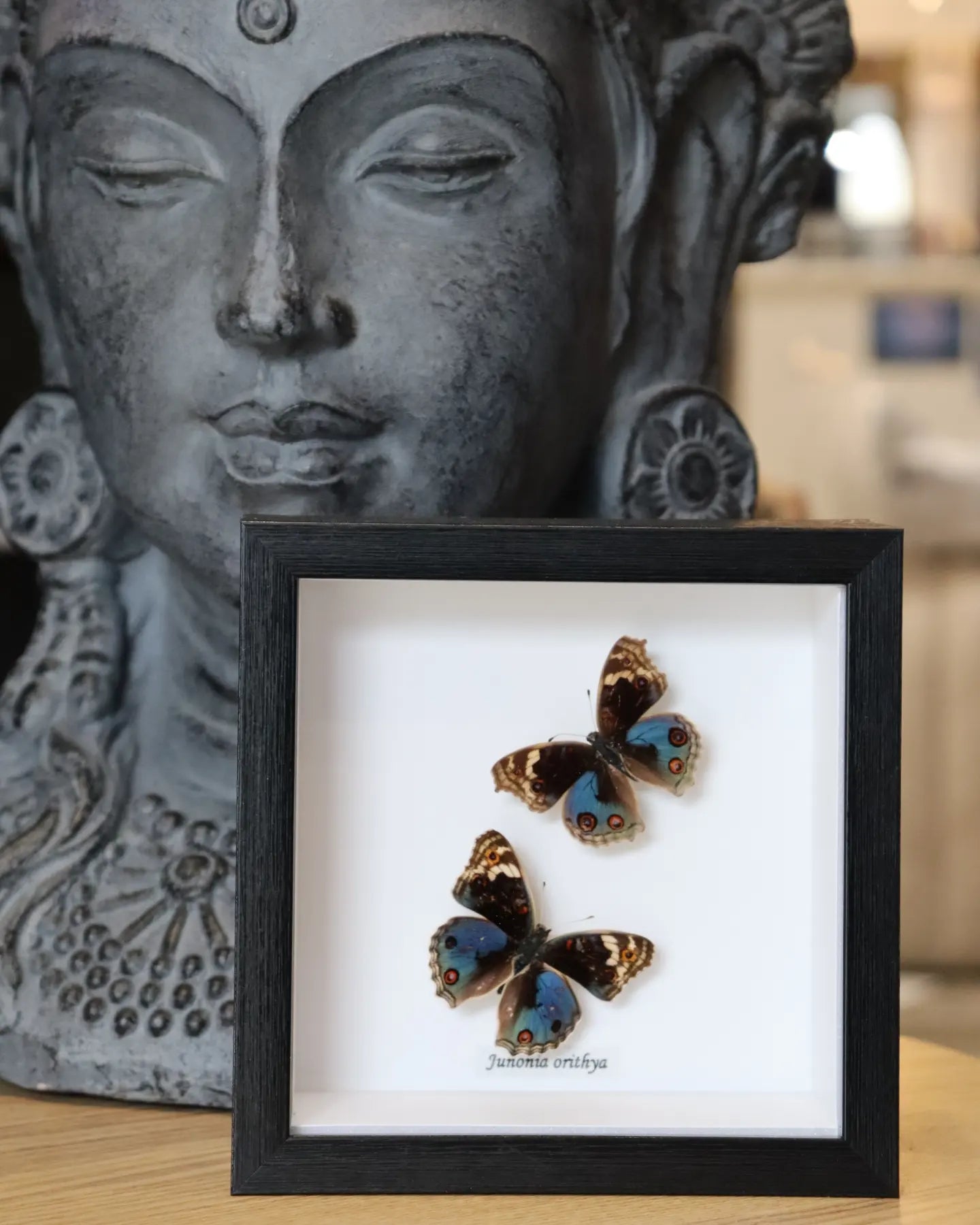 Junonia Orithya Double Butterfly