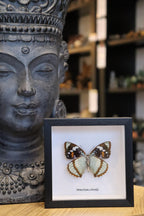 Mimathyma Schrencki Butterfly