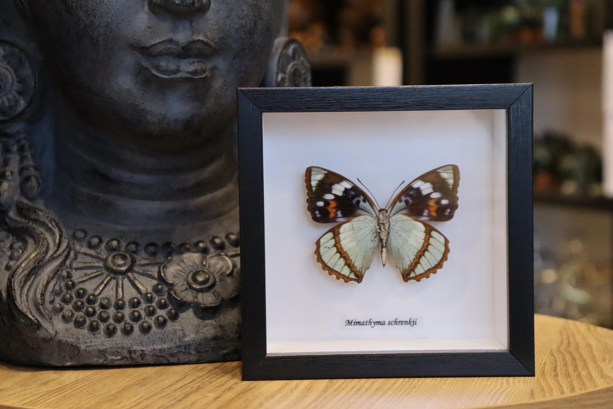 Mimathyma Schrencki Butterfly