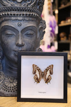 Polyura Jupiter Butterfly