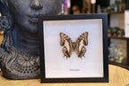 Polyura Jupiter Butterfly