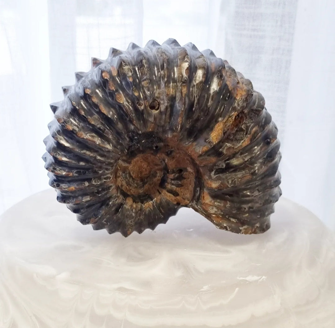 Ammonite 799g