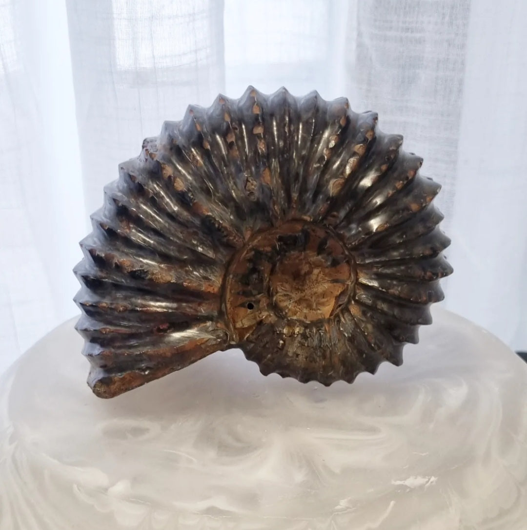 Ammonite 799g