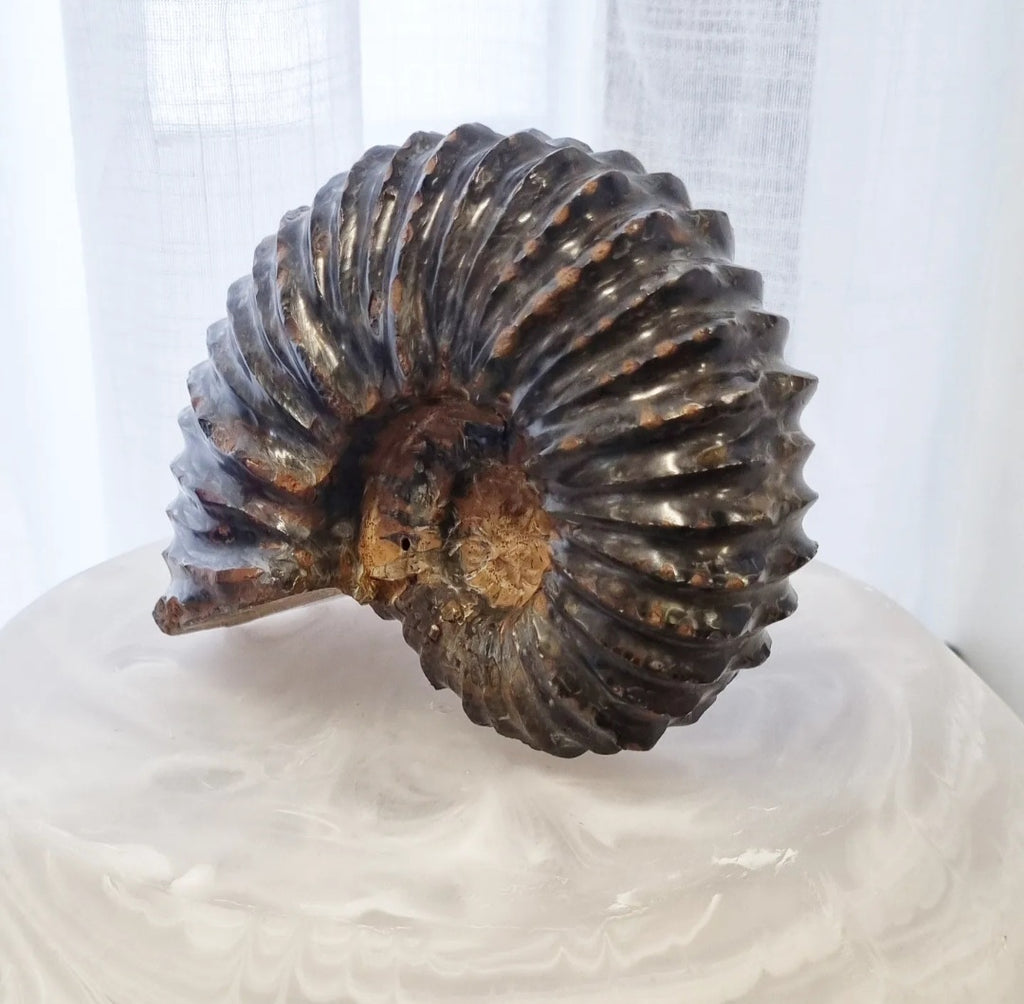 Ammonite 799g