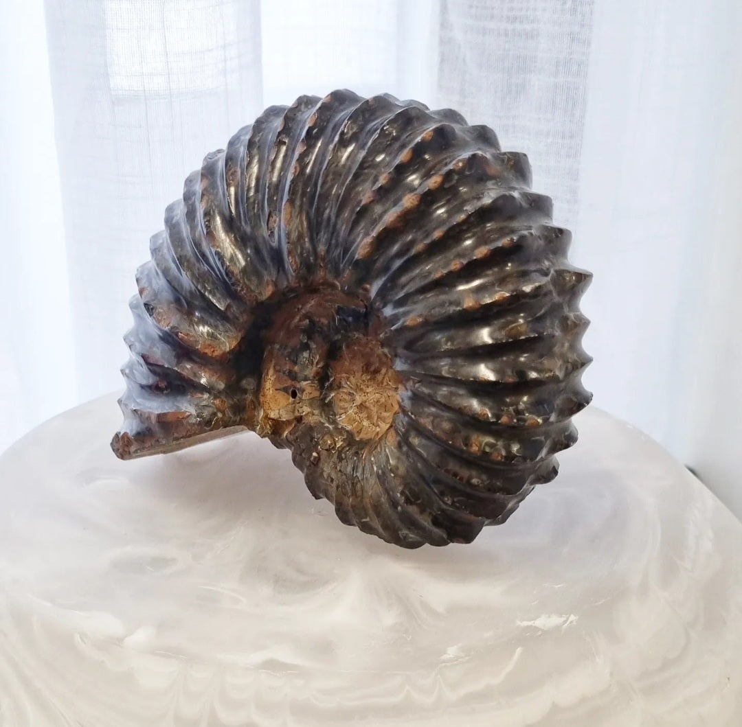 Ammonite 799g