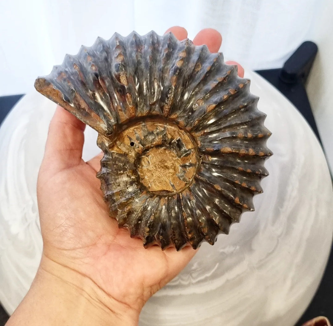 Ammonite 799g