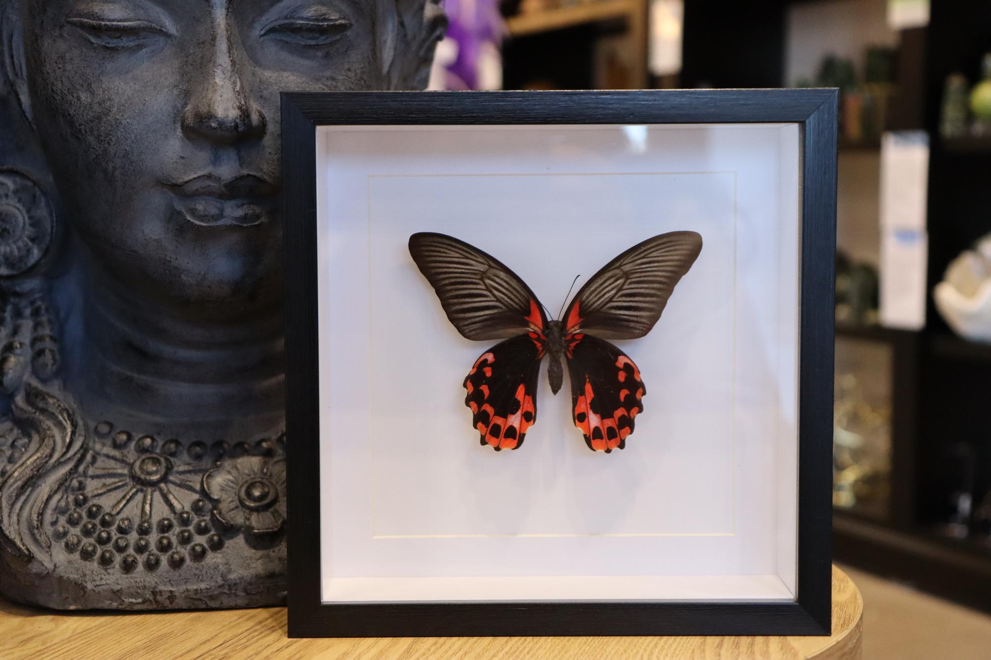 Papilio Rumanzovia Male Butterfly