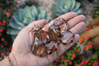 Smokey Quartz Hexagon Crystal