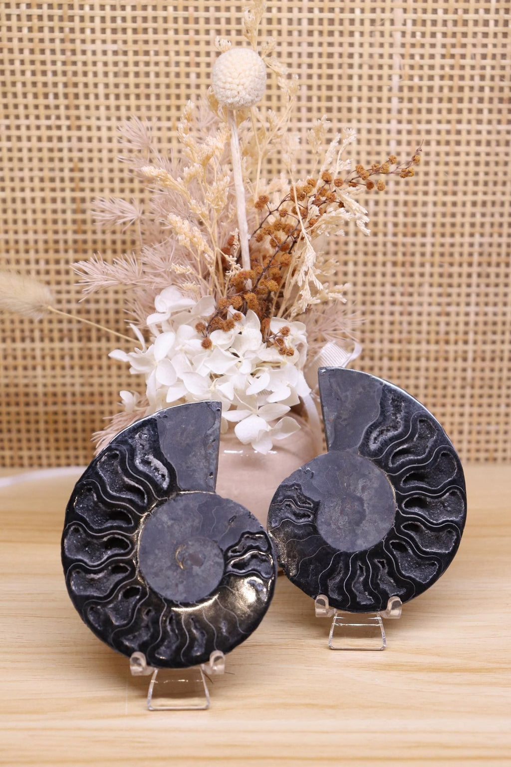Black Ammonite Set | 135g