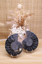Black Ammonite Set | 135g