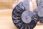 Black Ammonite Set | 135g