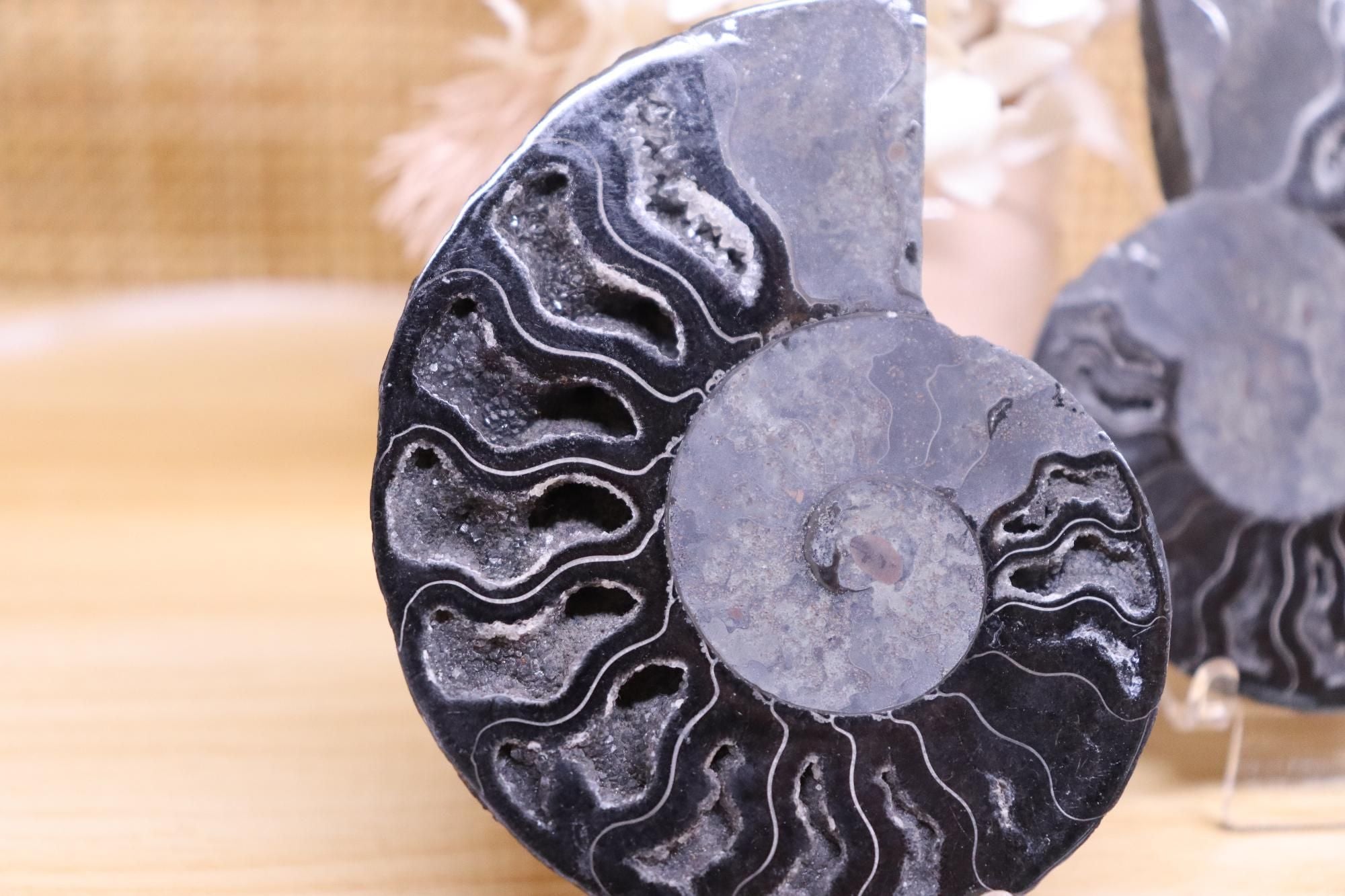 Black Ammonite Set | 135g